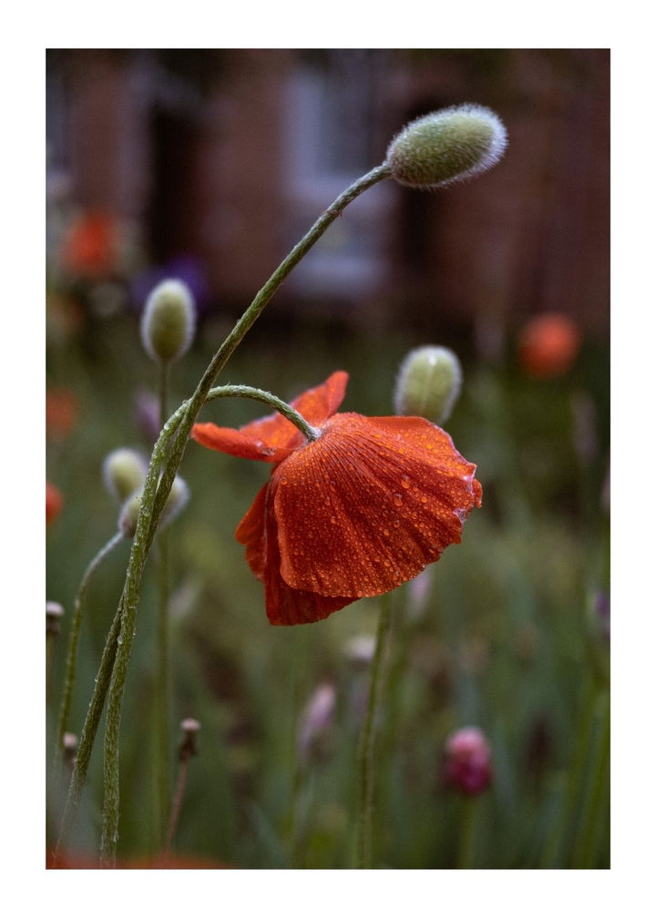 ORANGE TULIP