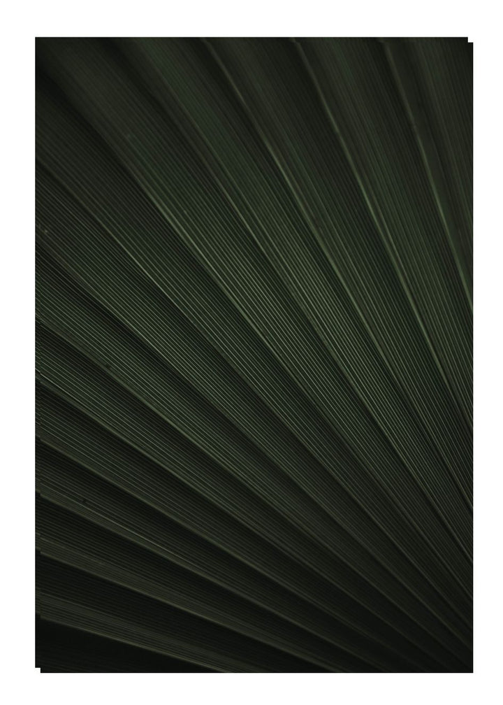 PALM TEXTURE