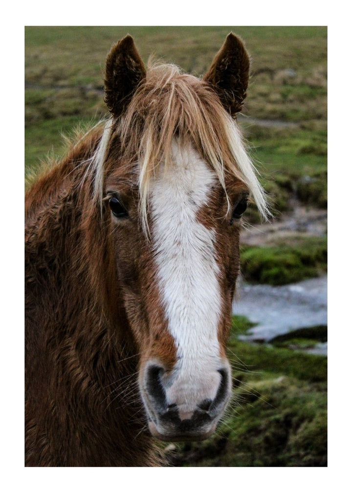 NEW FOREST PONY