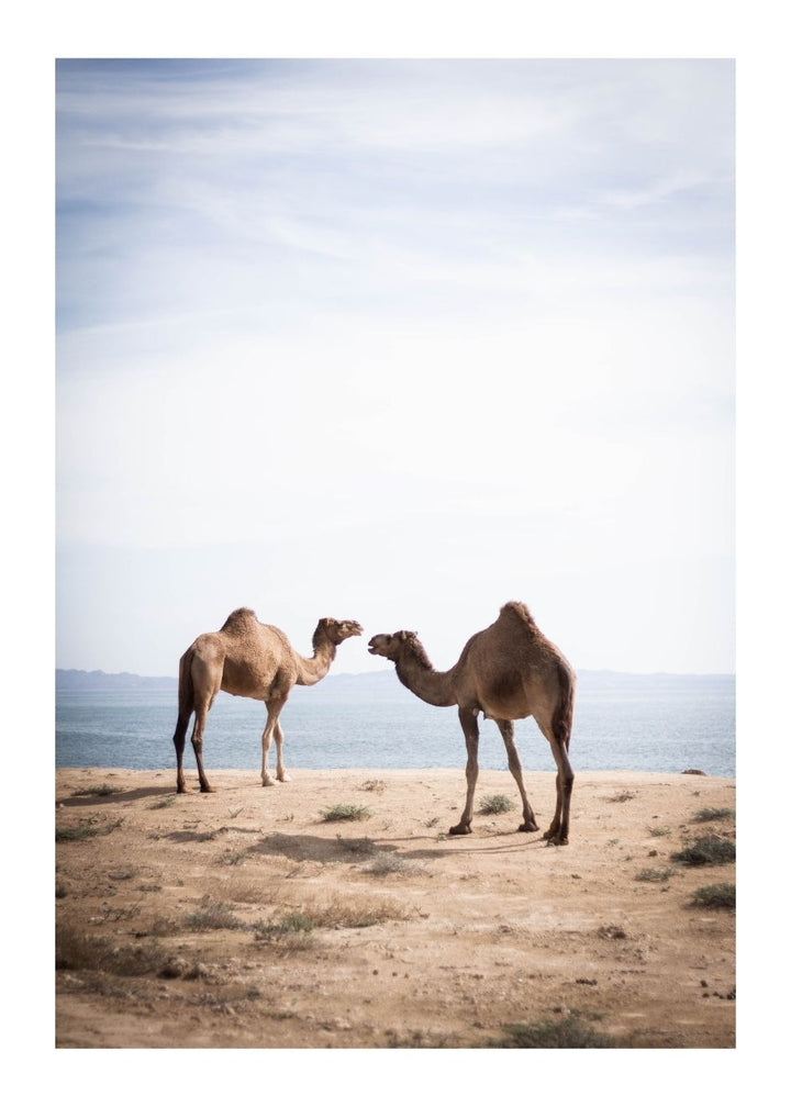 CAMELS