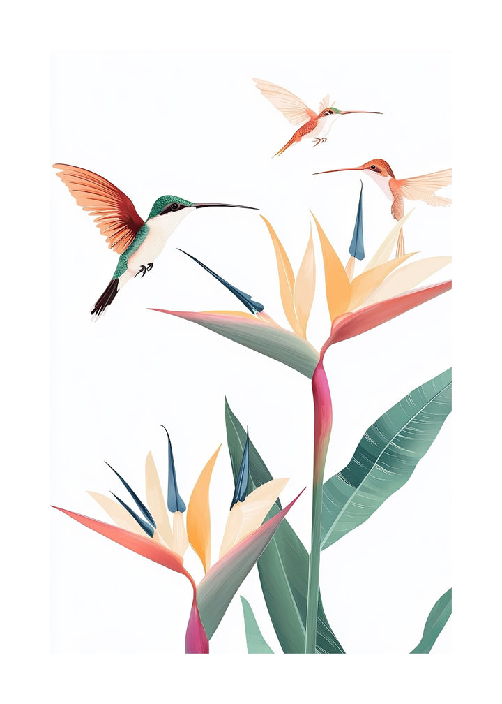 COLIBRÍES TROPICALES