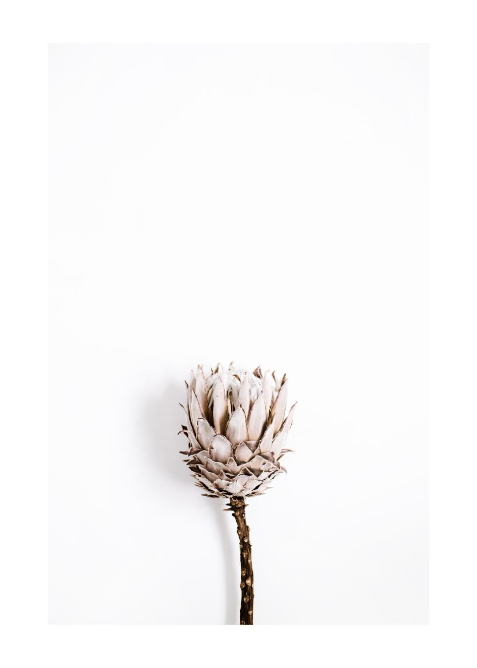 Cuadro-DRIED PROTEA-Studio Malek