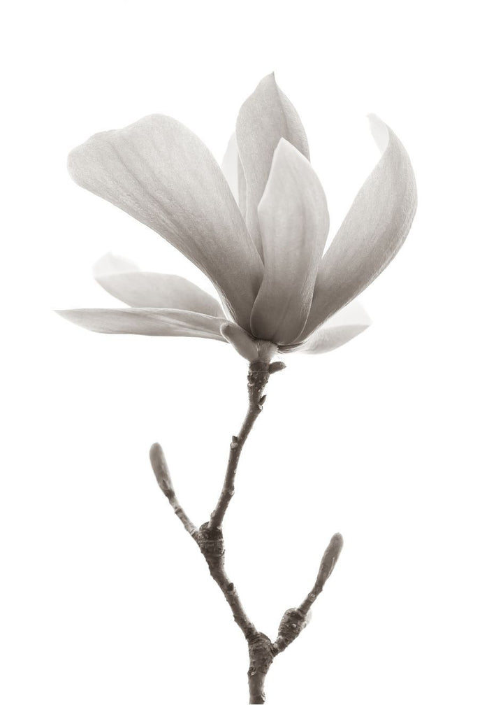 Cuadro-MAGNOLIA FLOR-Studio Malek