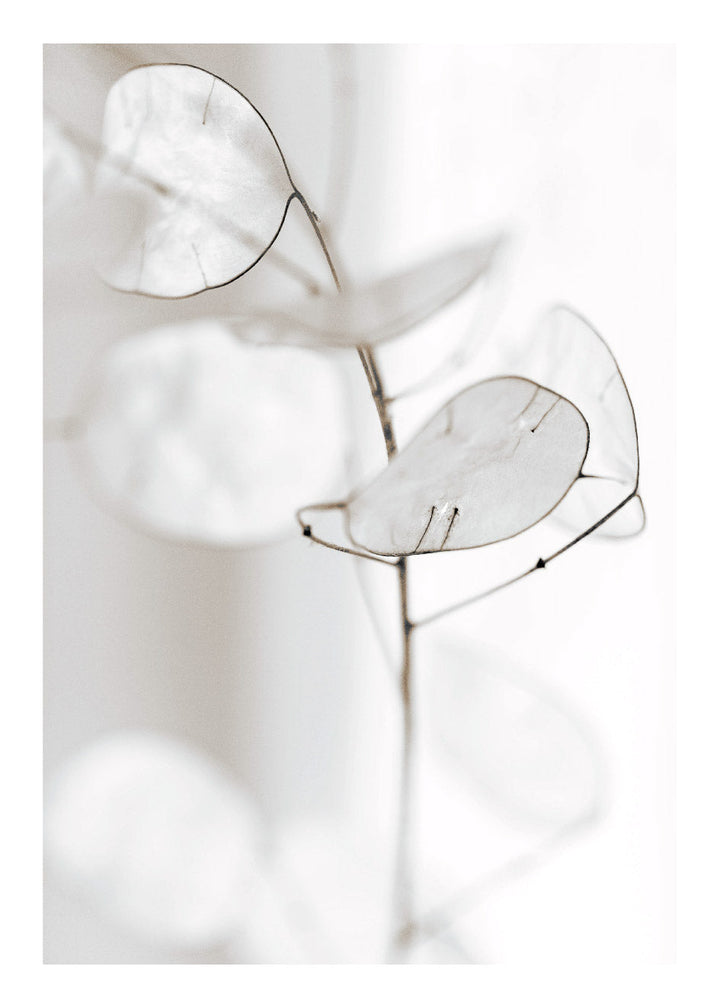 Cuadro-WHITE PETALS-Studio Malek