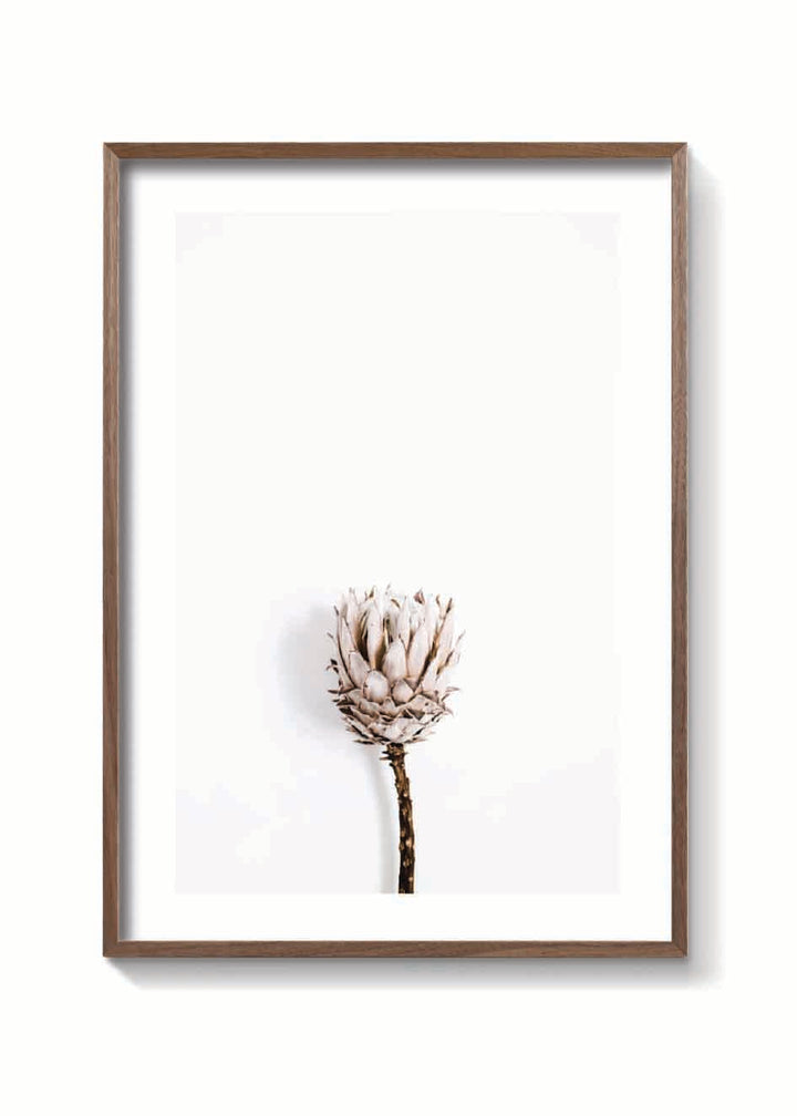 DRIED PROTEA