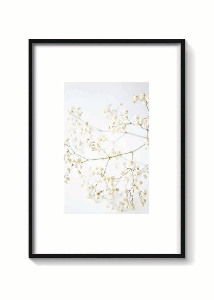 DRY CLOUD FLOWER