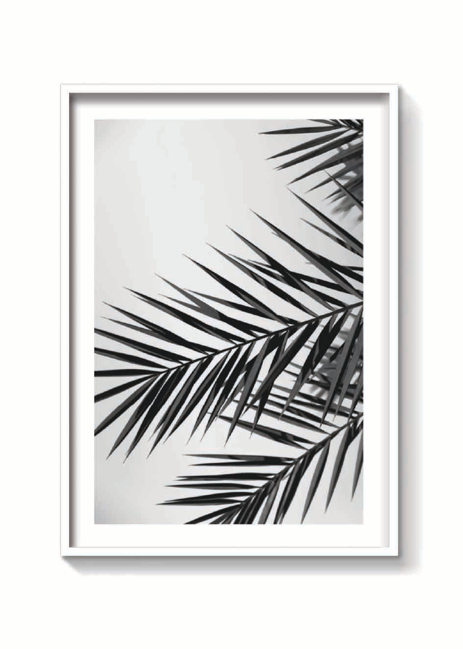 PALM LEAVES