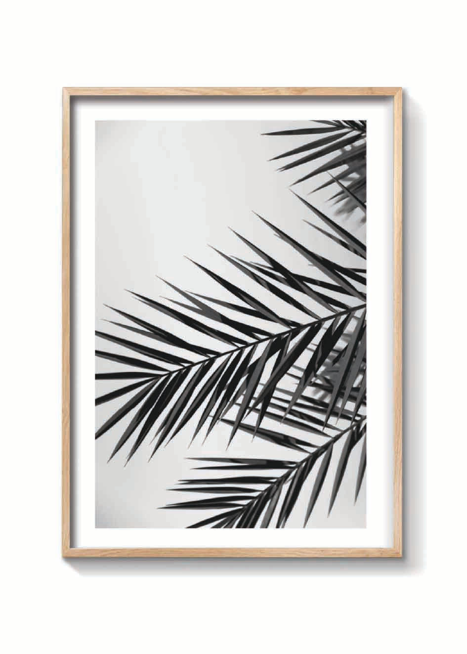 PALM LEAVES