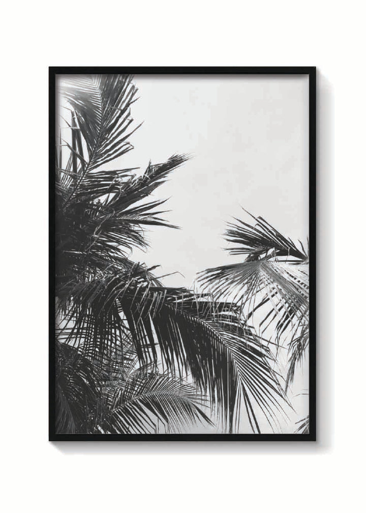 PALMS VINTAGE