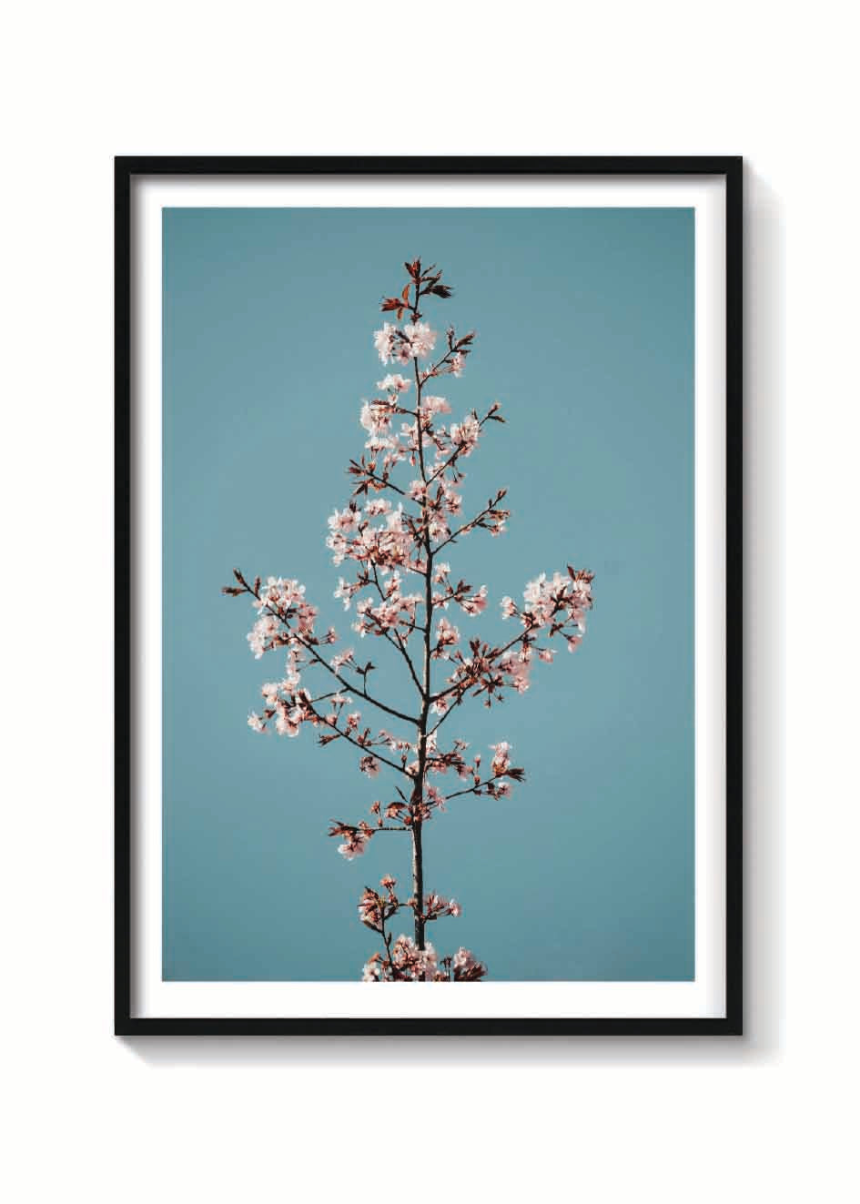 TALLO DE SAKURA