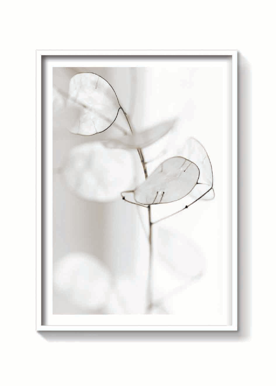 WHITE PETALS