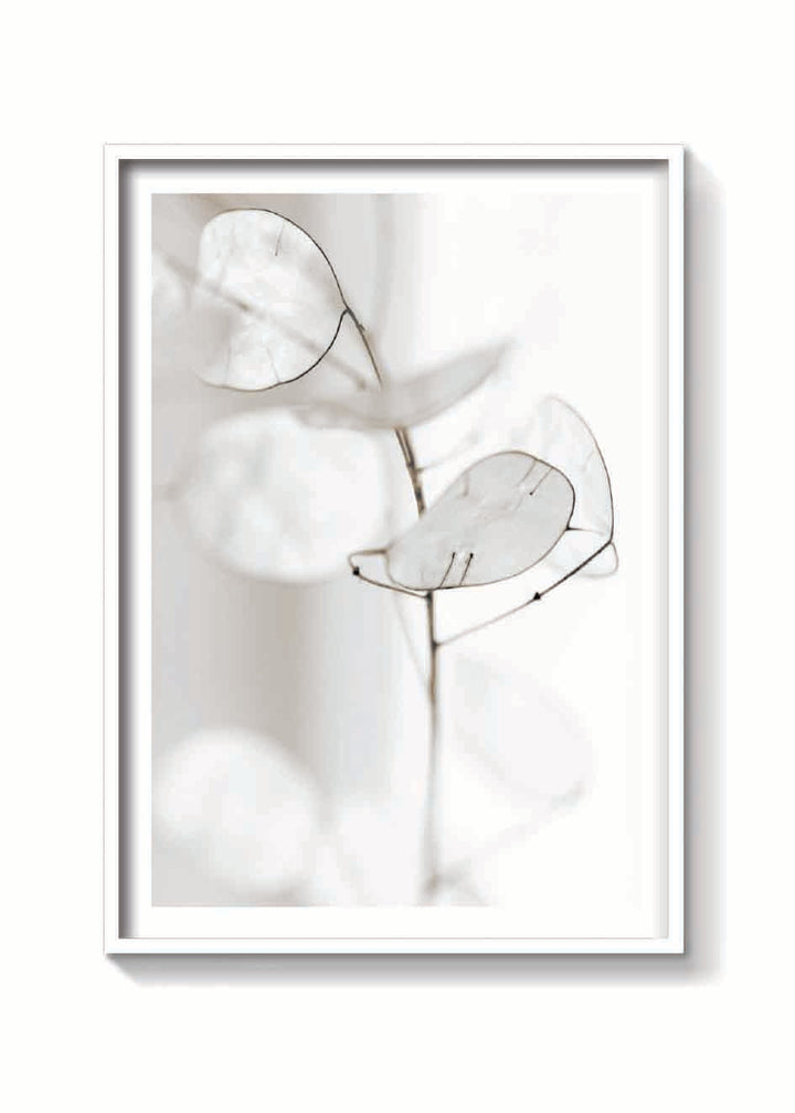 WHITE PETALS