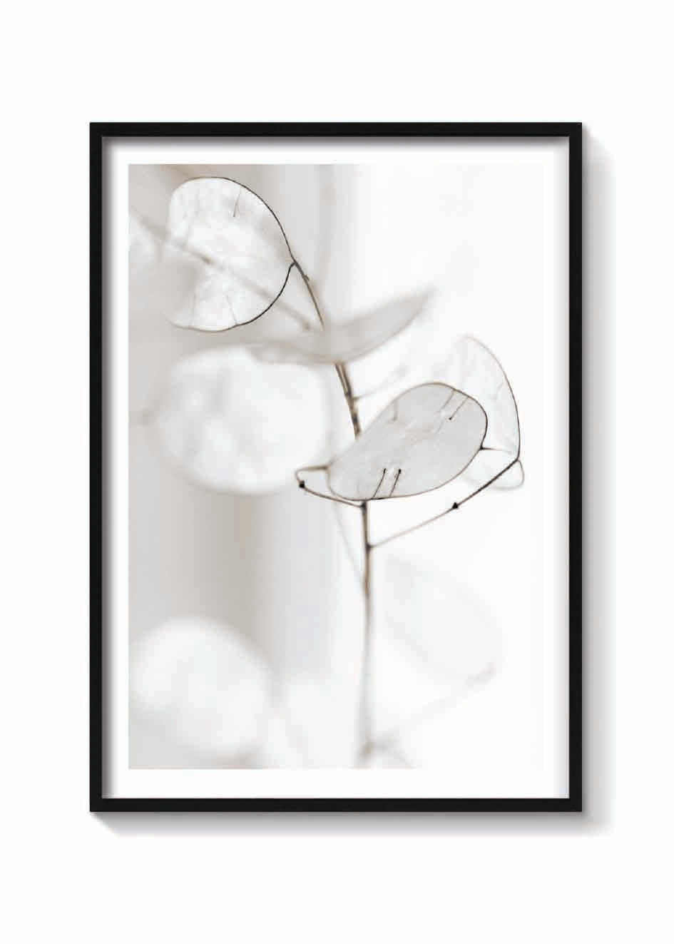 WHITE PETALS