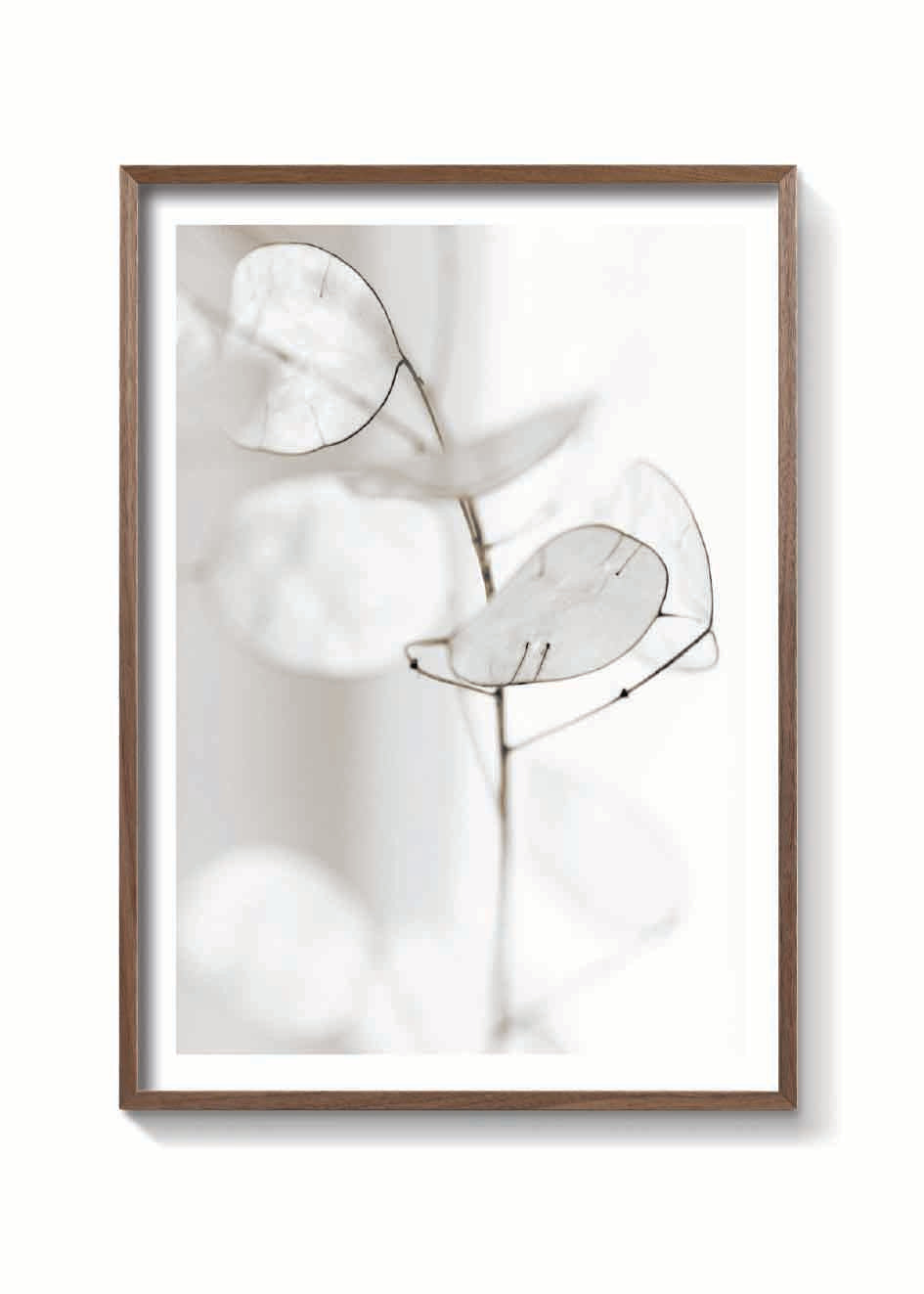 WHITE PETALS