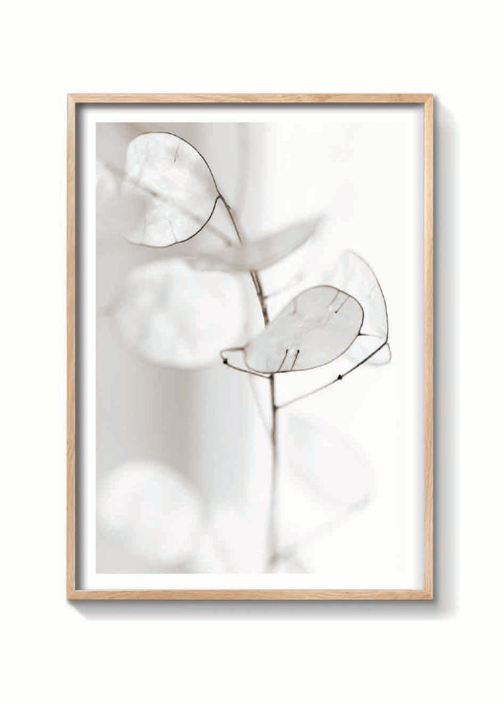 WHITE PETALS